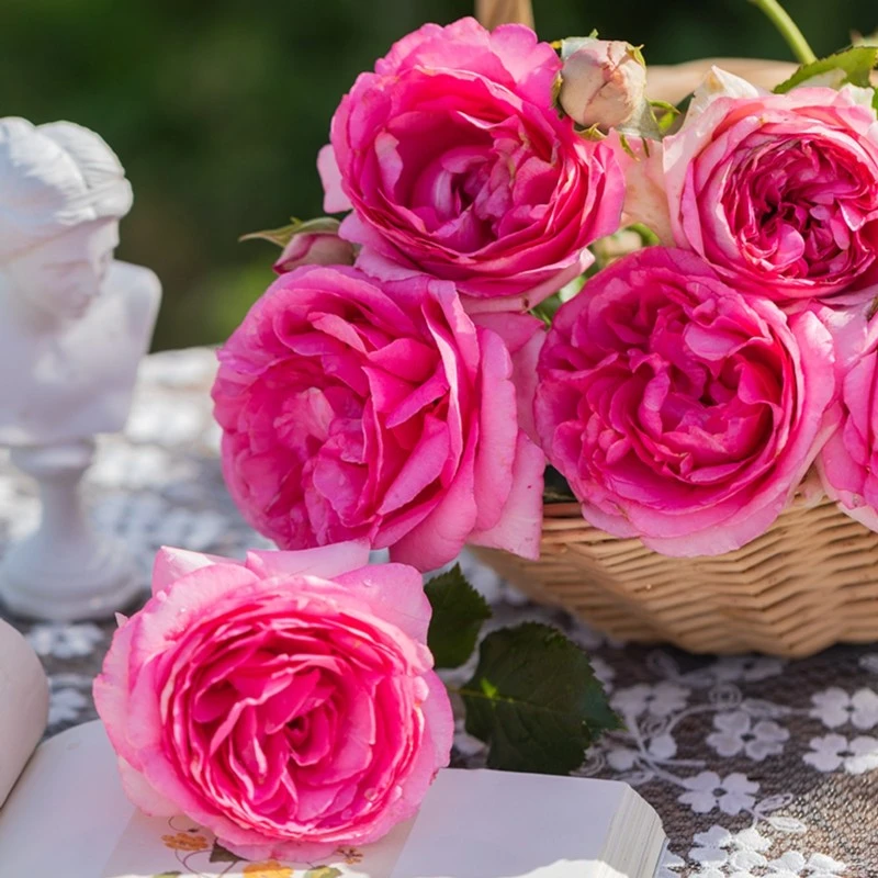 四季深粉龙沙宝石  大花浓香  爬藤月季 两广可选