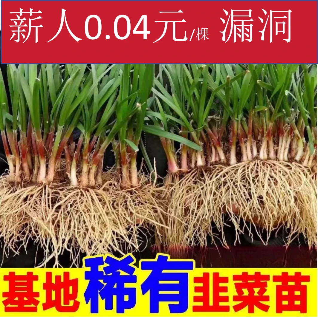 【0.04元/颗】100颗韭菜根紫根头茬（1颗也包邮）绿植高端稀有盆栽