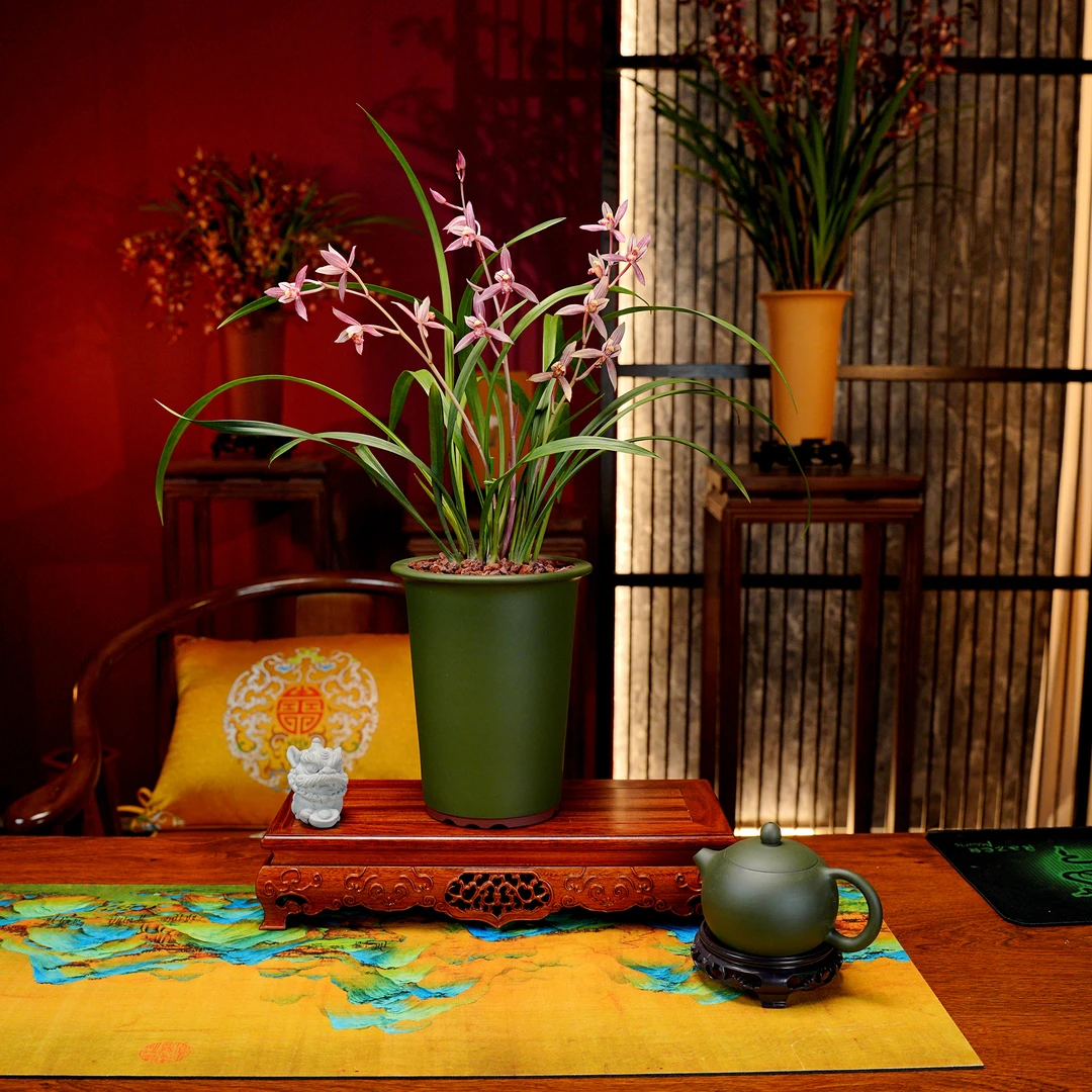 【波仔专属】建兰铭品【红三娘】带花苞兰花 宜兴民国绿泥盆