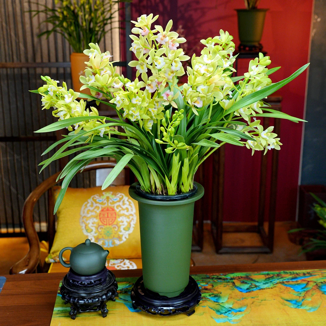 蕙兰铭品【蓝月香兰】带花苞兰花 宜兴民国绿 泥紫砂盆