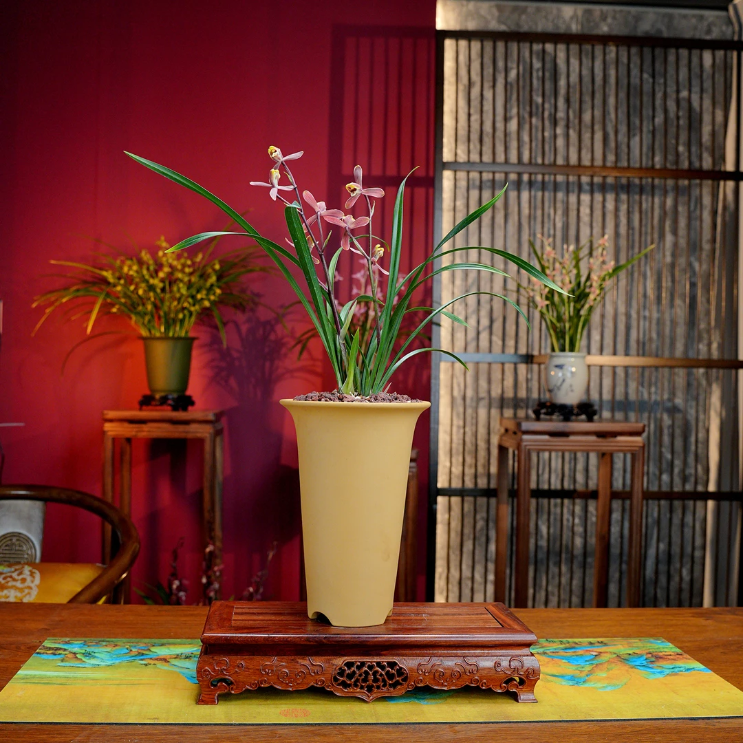 寒兰臻品【满堂红】带花苞兰花 宜兴黄段泥手工花盆