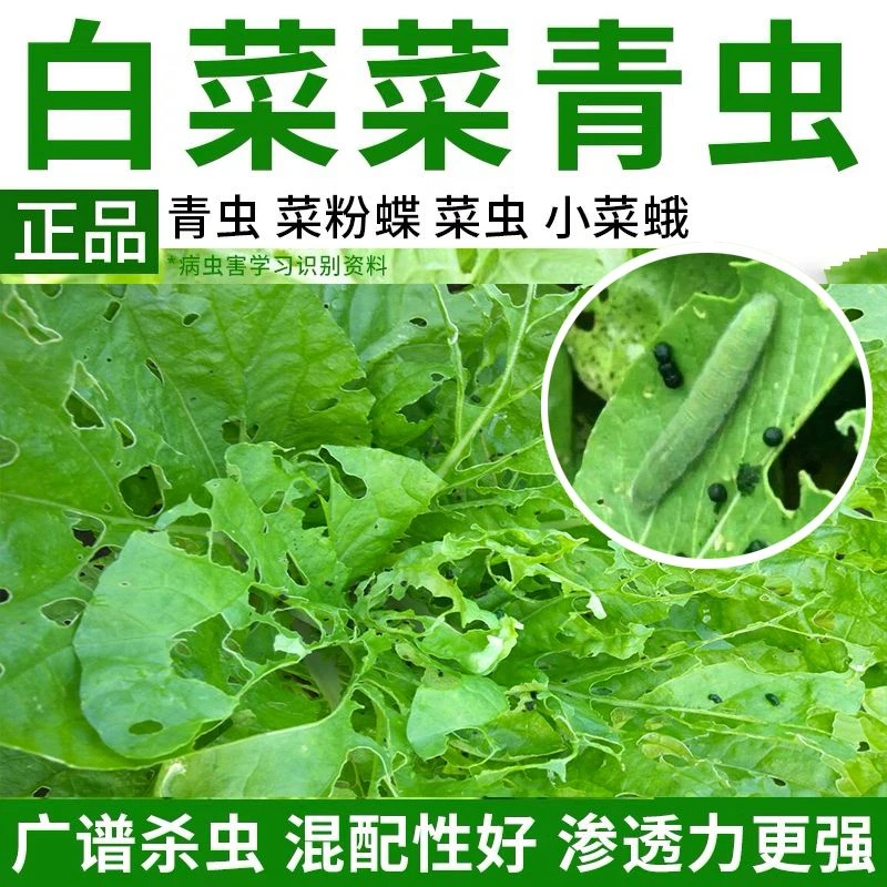 白菜专用药白菜杀虫剂钻心虫蚜虫红蜘蛛甜菜夜蛾黄甲菜蛾正品批发