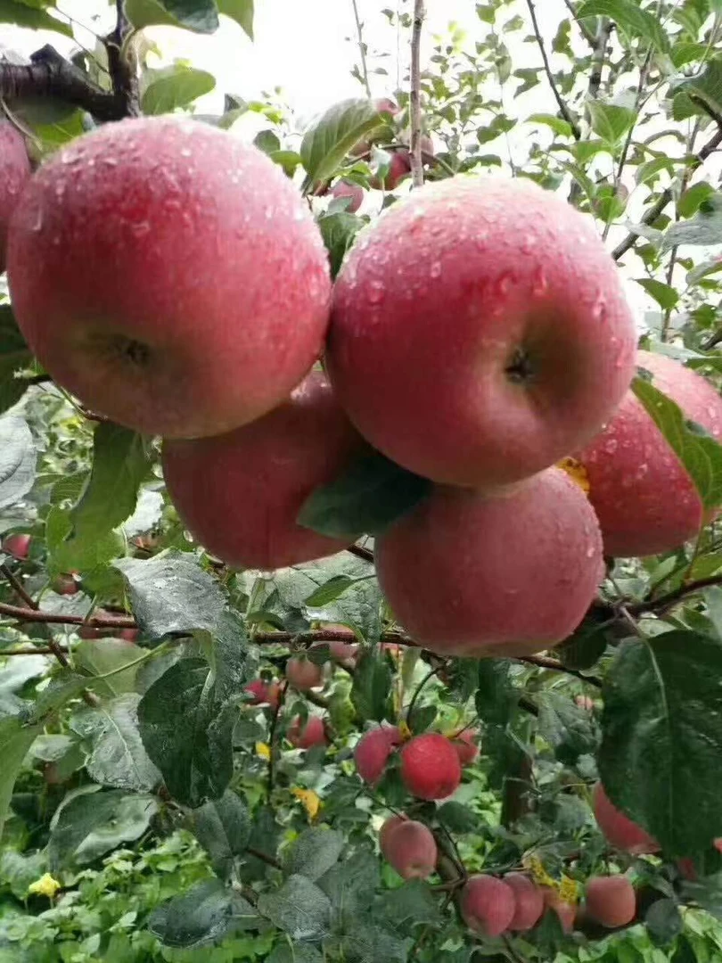 25年云南昭通冰糖心丑苹果新鲜现摘脆甜当季苹果整箱云南苹果