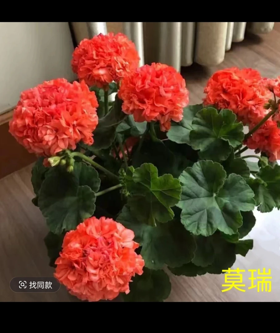 莫瑞直立天竺葵拍三发四