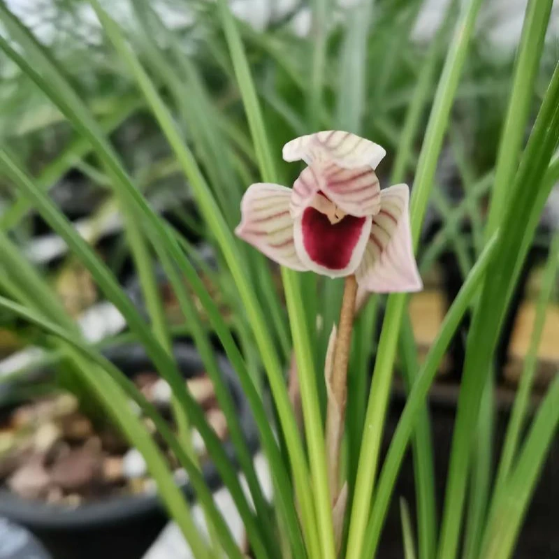 春剑边草心心相印