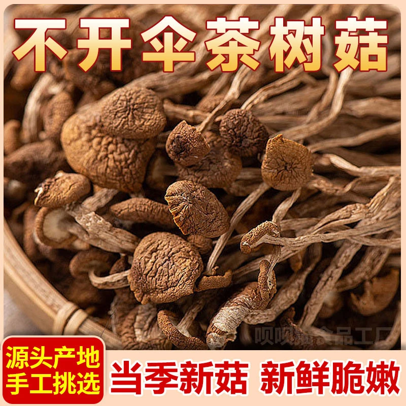 茶树菇干货农家不开伞茶树菇当季新货嫩菇菌菇脆嫩新鲜茶树菇煲汤