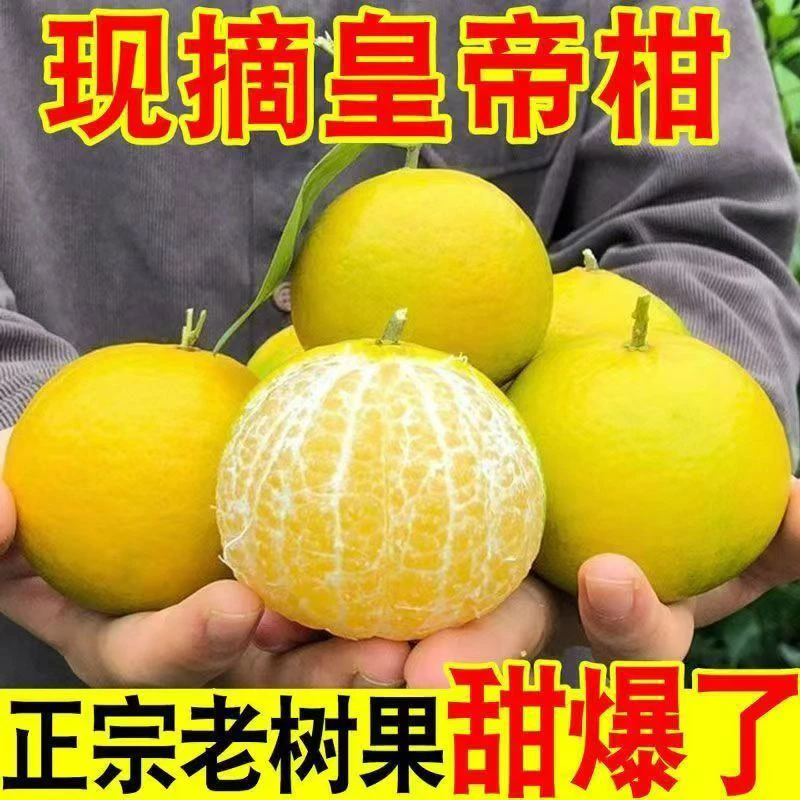 【广西产地】正宗新鲜皇帝柑贡柑皮薄肉厚爆甜应季水果柑橘桔子