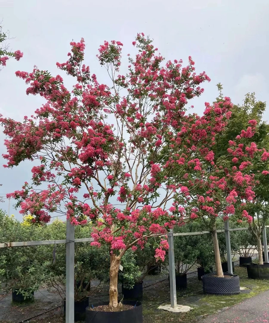 紫薇树庭院绿植一物一拍