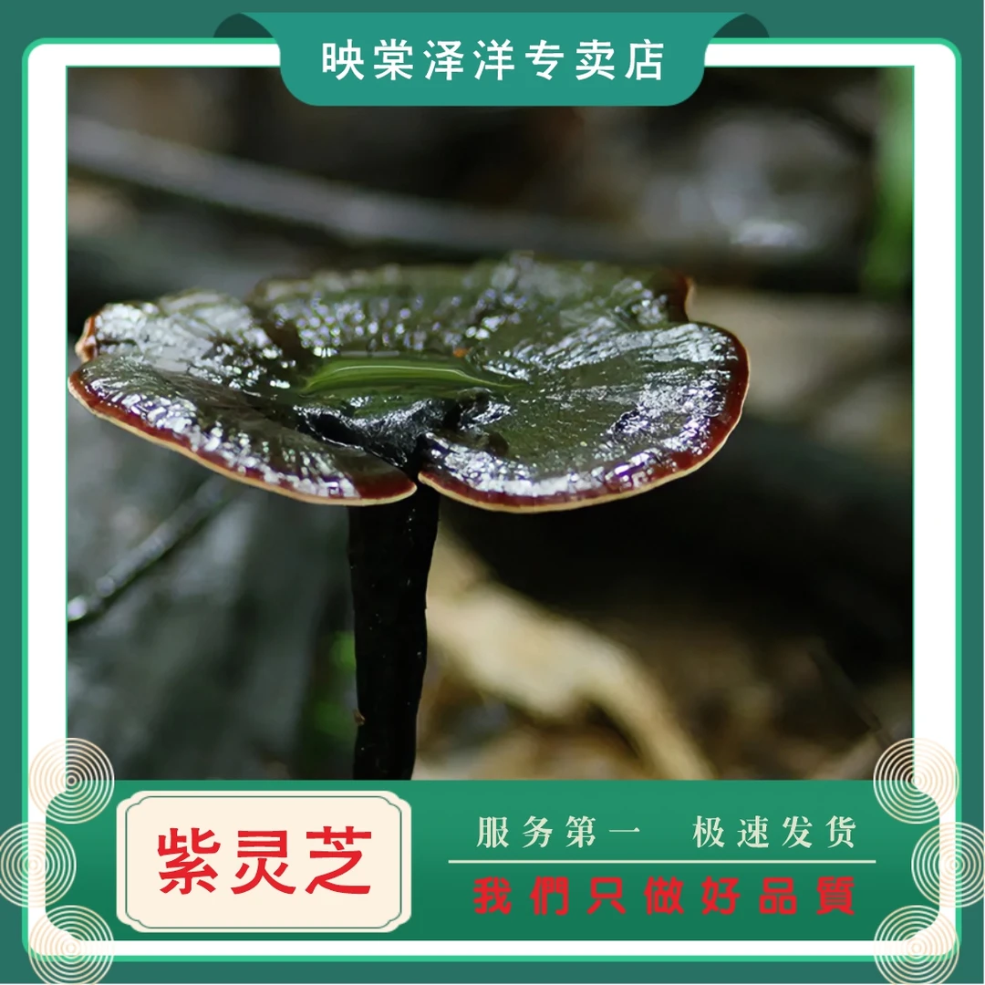 广西深山野生紫灵芝木灵芝食用食材泡水煮水农产品100g包邮