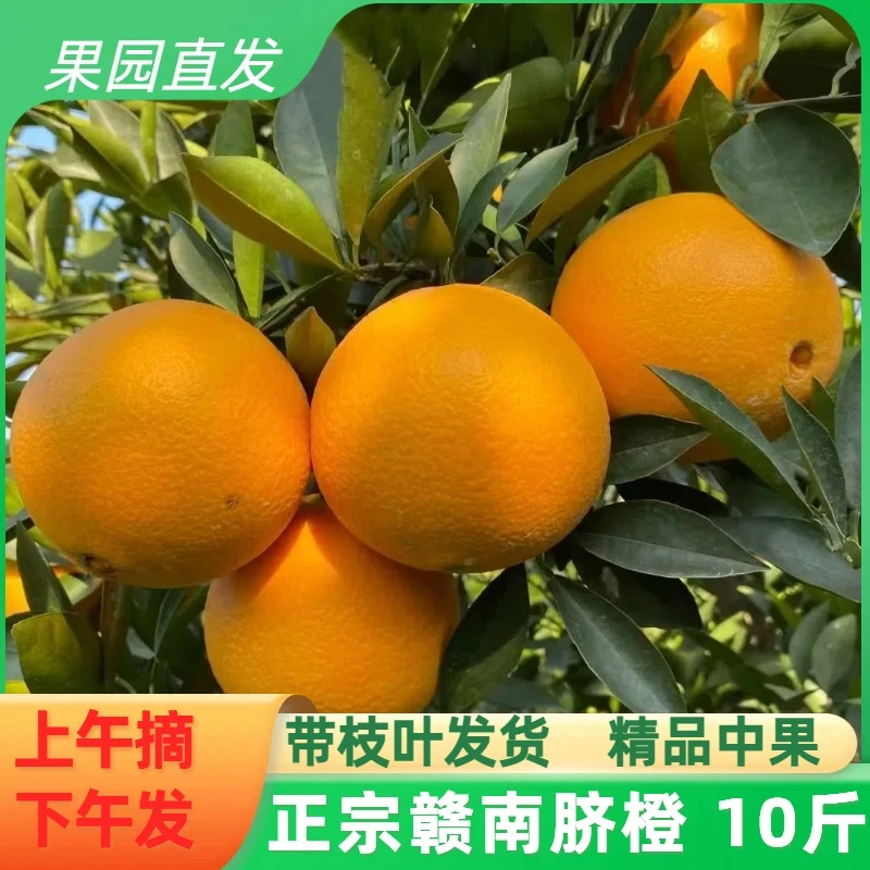 带枝叶发货正宗江西赣南脐橙橙子精品10斤甜橙皮薄多汁鲜果包邮