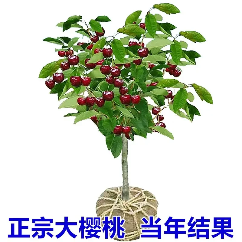 车厘子树苗樱桃树苗南北方带土地栽矮化盆栽当年结果大樱桃果树苗