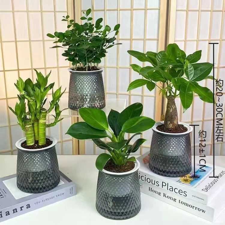 【买三送一】灰透塑胶盆富贵竹金钻发财树九里香绿植物桌小盆景植物