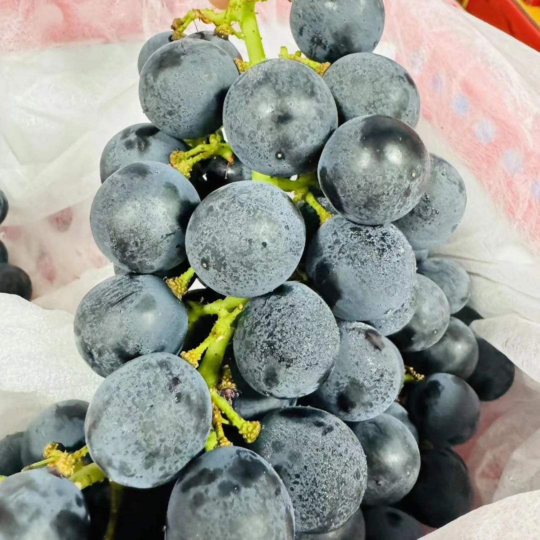 【蓝鲸小掌柜】新疆蓝莓夏黑葡萄一筐4斤左右