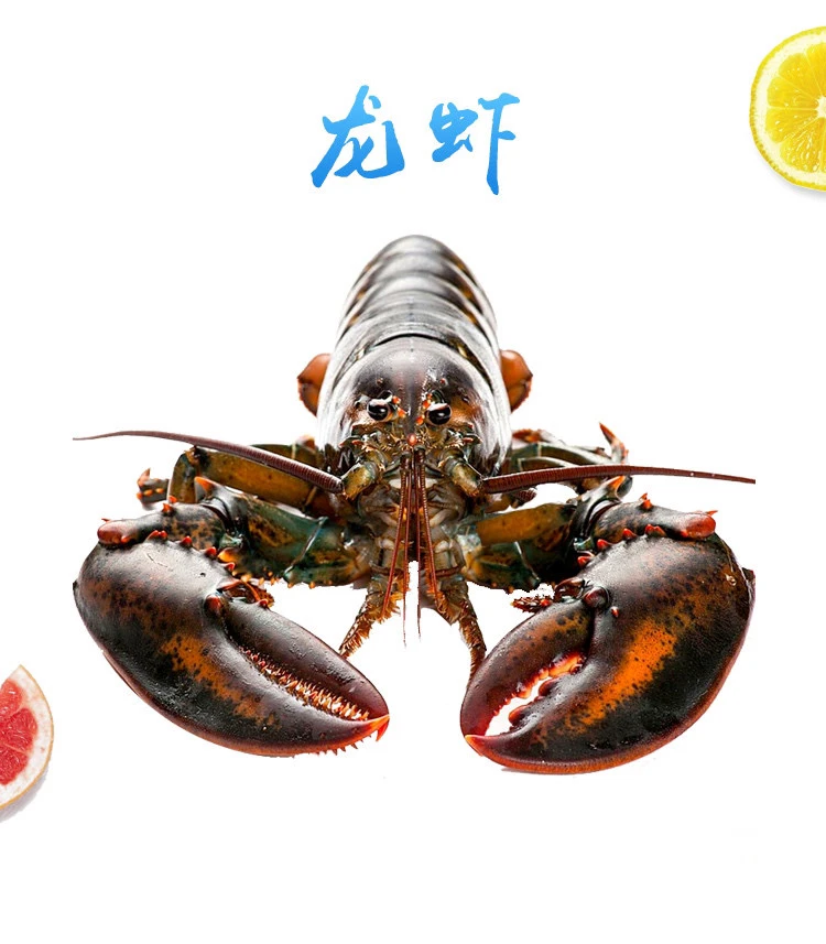 云隆龙虾  断氧波龙 当天断氧 现称链接 1-15斤