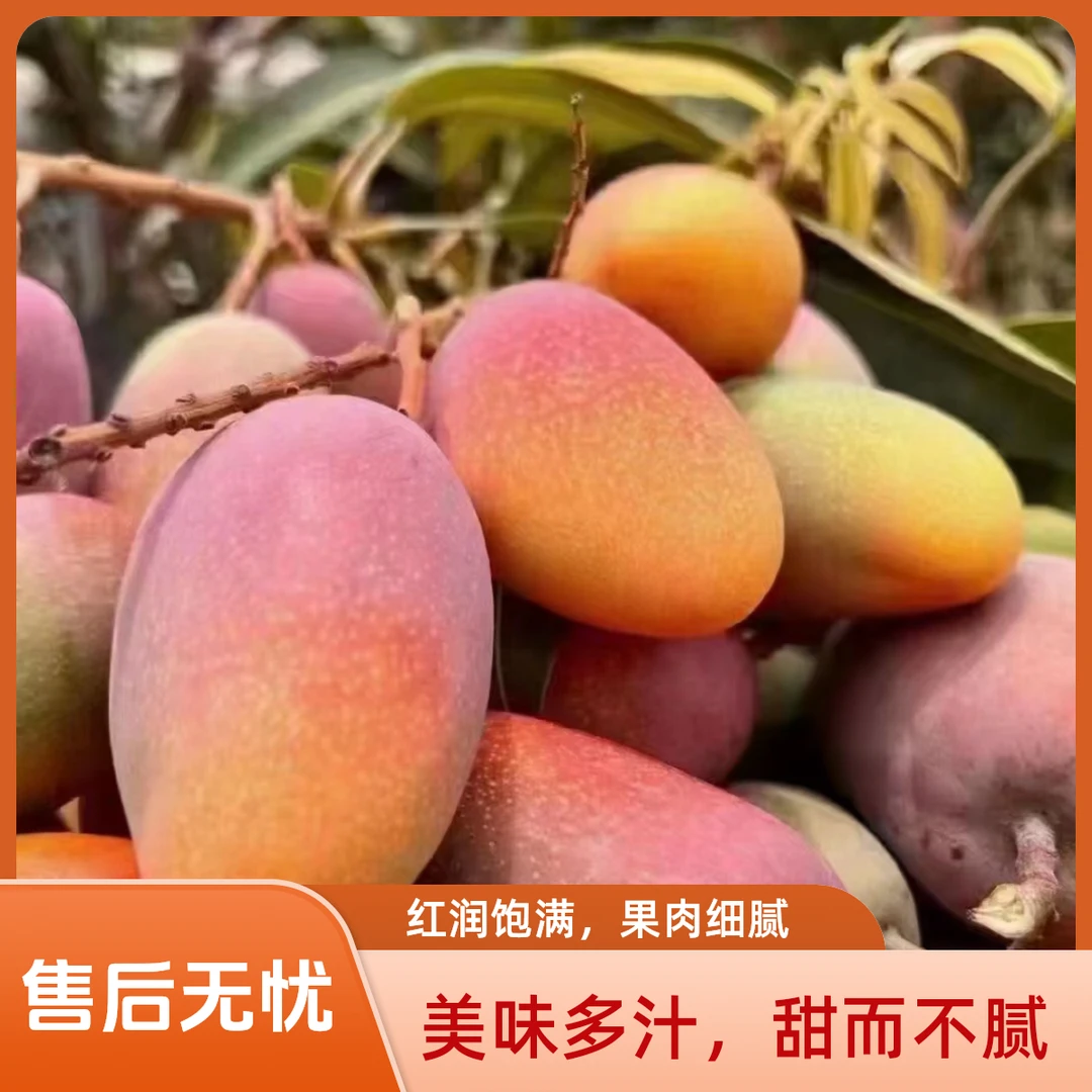 云南高原芒果，元江小金凤凰(贵妃)多汁