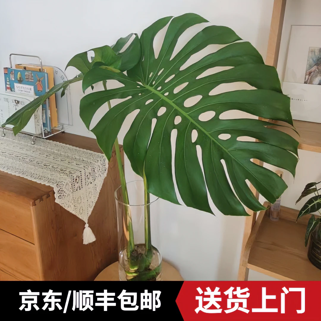 下单前请咨询客服！【百搭性价比】10年水培老桩龟背竹家居绿植推荐