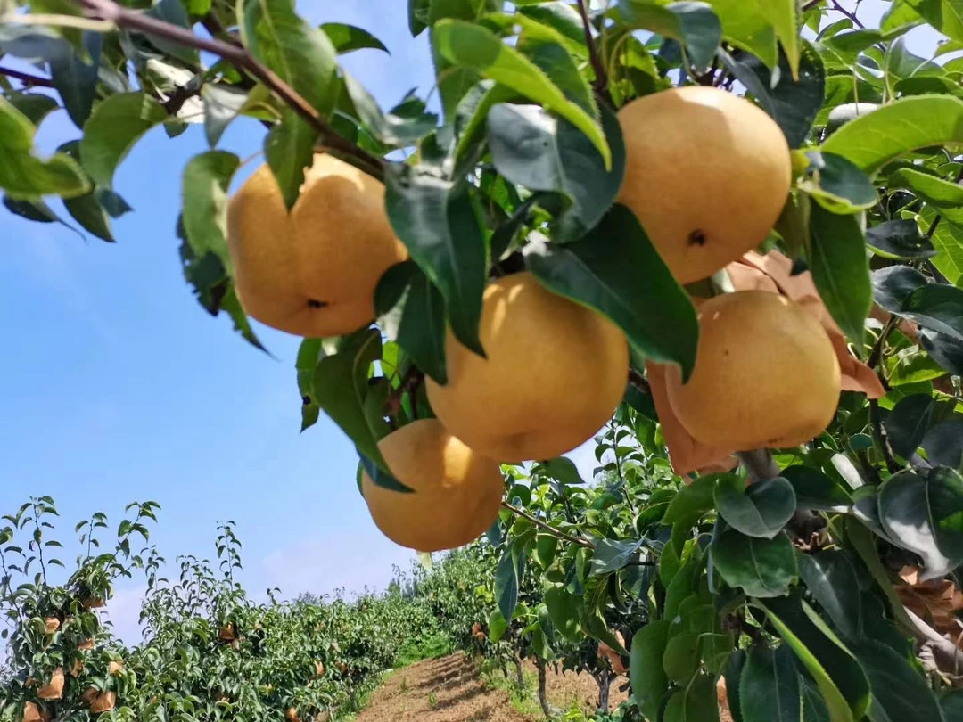 秋月梨套袋前套餐叶面肥，每遍400斤水