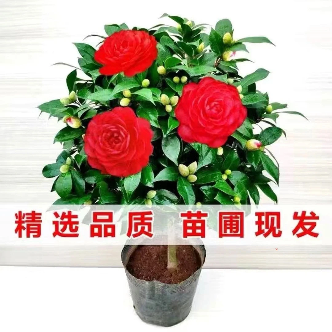 中国红茶花盆栽树苗高度约70公分室内室外庭院阳台好养殖绿植易活