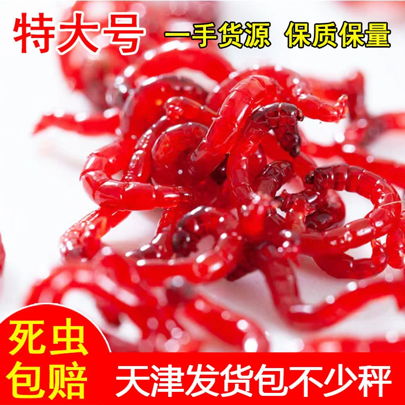 天津野生特大号红虫黑坑活饵野钓拉饵挂钩极速发货死虫包赔鲜活