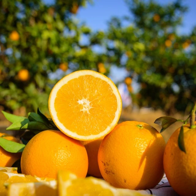 精品九嶷脐橙10斤装