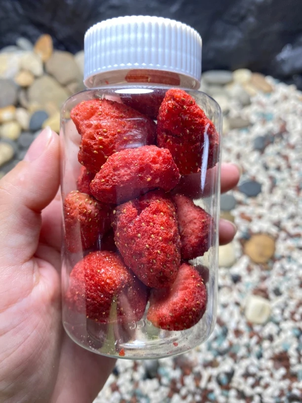 冻干草莓 寄居蟹零食。蟹蟹爱吃