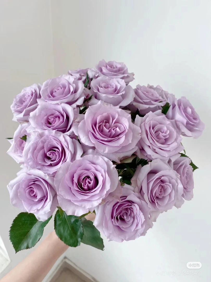 【海洋之歌20枝】小花头品种，20%不售后，三扎顺丰冷包邮