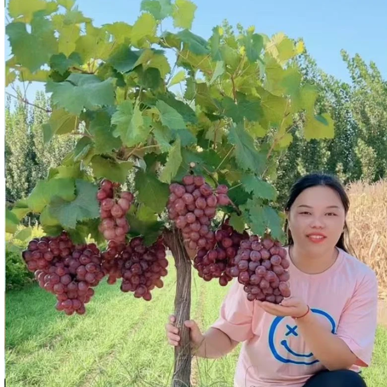 葡萄树苗阳光玫瑰新品种晴王葡萄树盆栽地栽南方北方种植当年结果