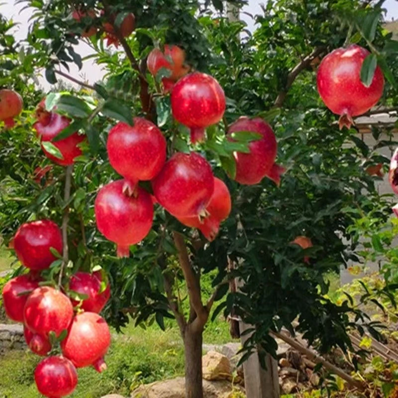 石榴树树苗突尼斯软籽无籽蒙阳红石榴盆栽庭院水果树特大带土果苗