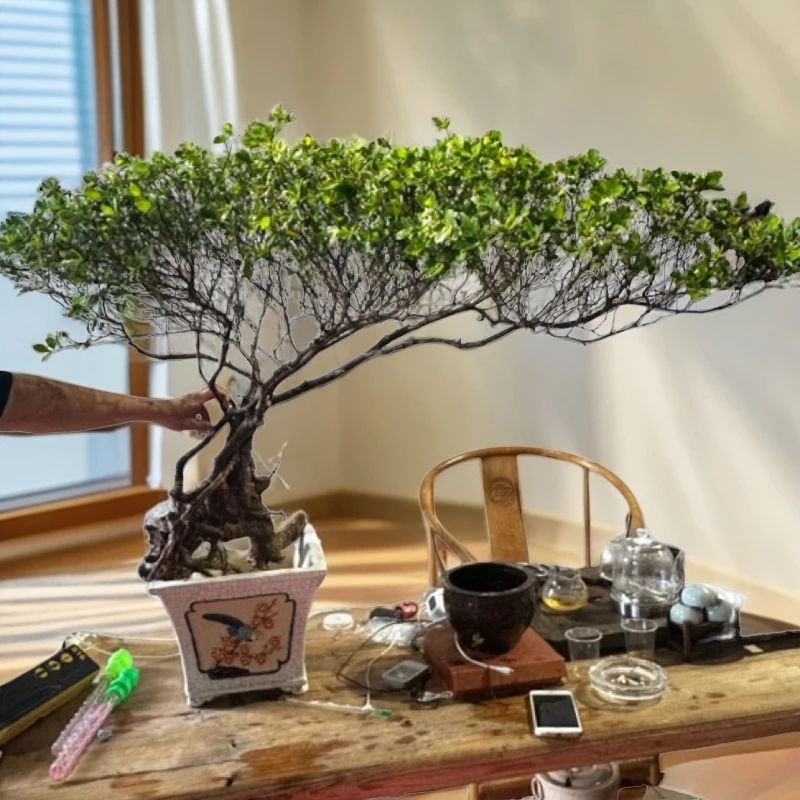 海岛栀子花 石枫 春花