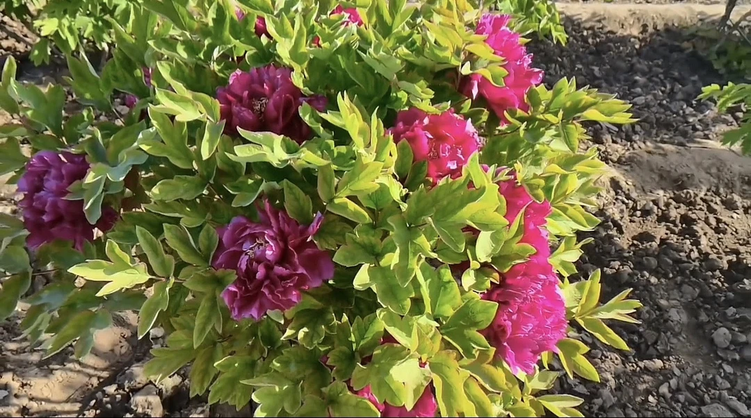 【红蝴蝶】菏泽观赏牡丹花苗 庭院地栽 阳台盆栽