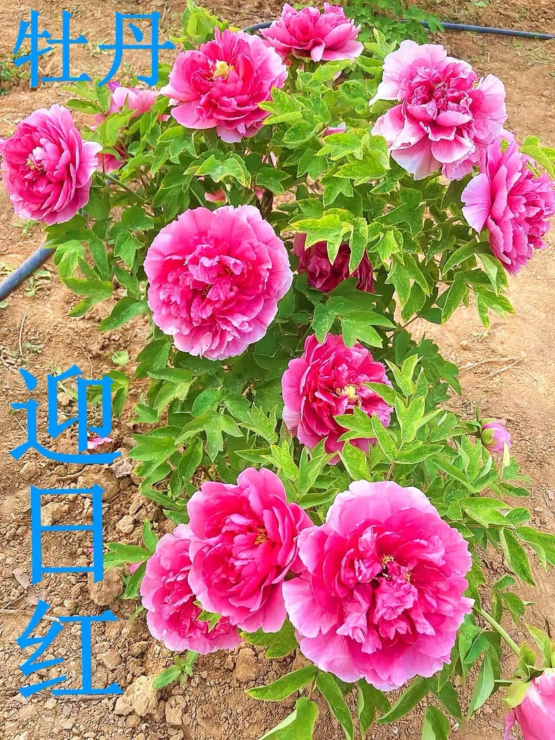【迎日红】粉色系裸根重瓣牡丹地栽盆栽耐寒观赏木本趣味春季