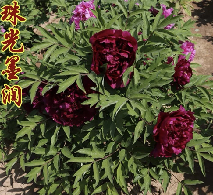 【珠光墨润】暗黑系名品牡丹山东基地直发 包活包对版