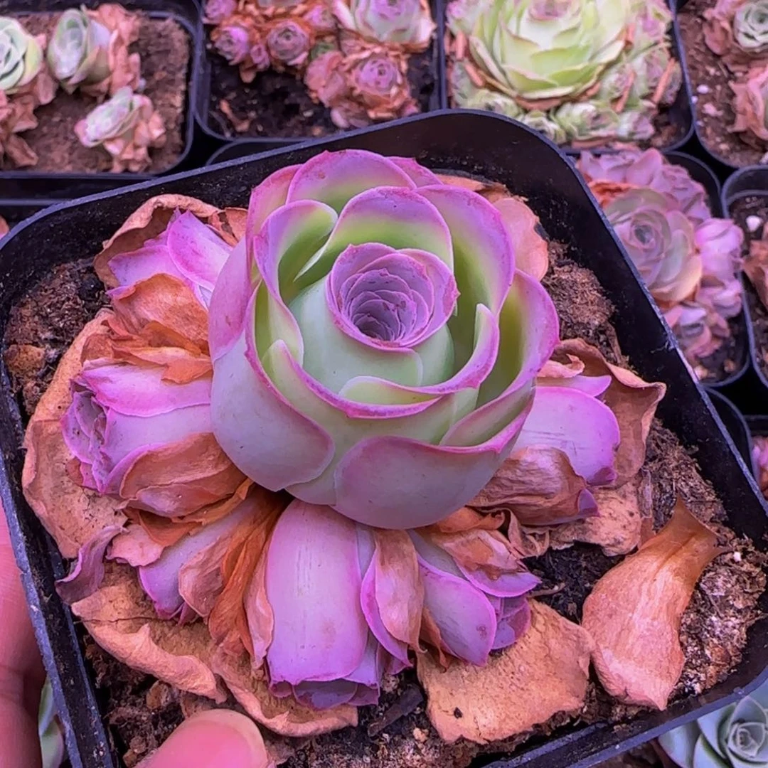 m*k128烟雨捧花1234564568555