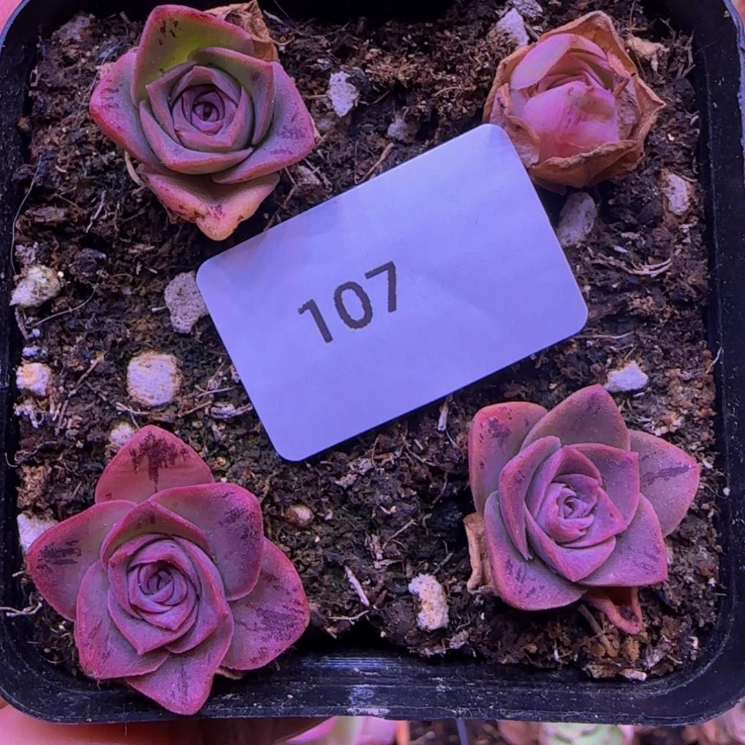 107新品4颗打包1585585685568555