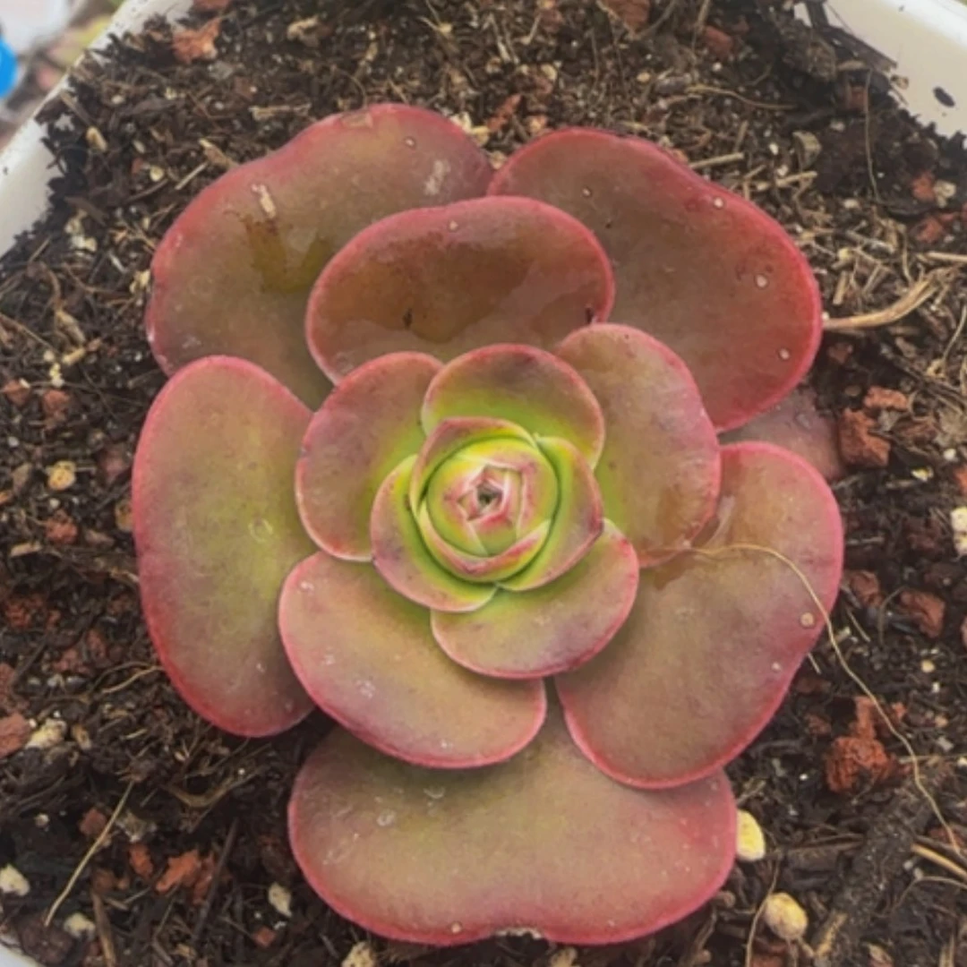 【闪购商品】40帕美娜me