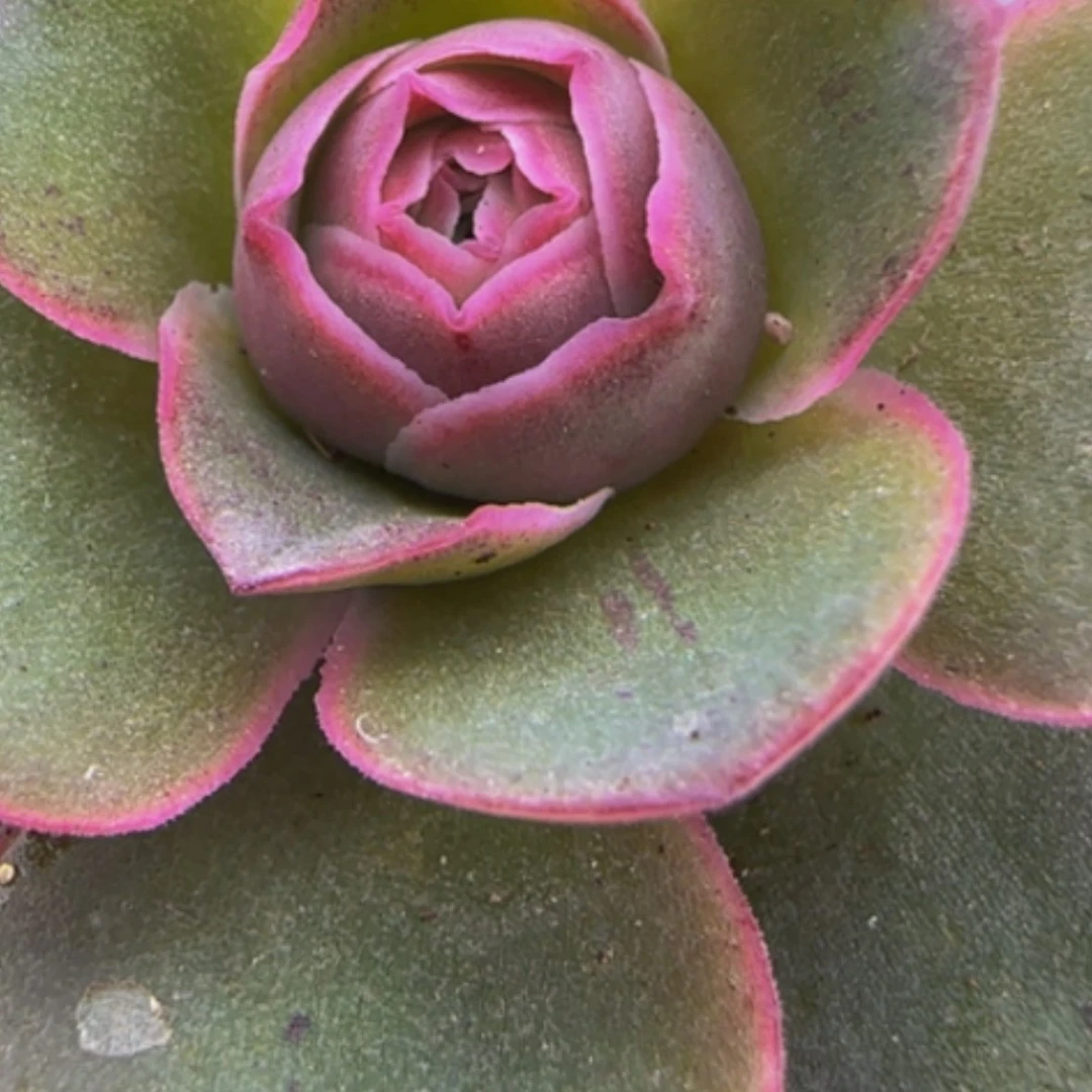 【闪购商品】28青黛