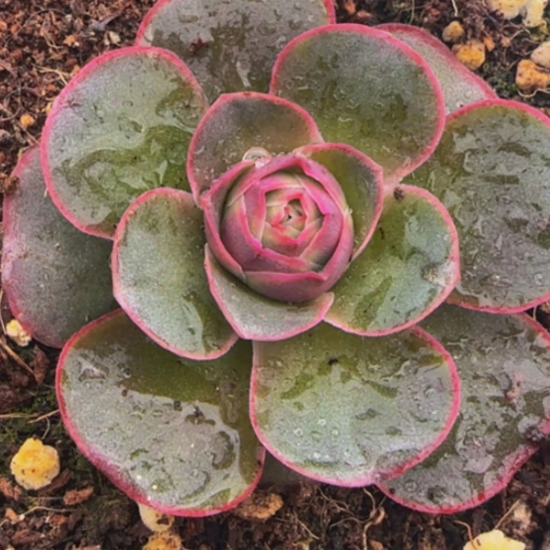 【闪购商品】喵**点11青黛