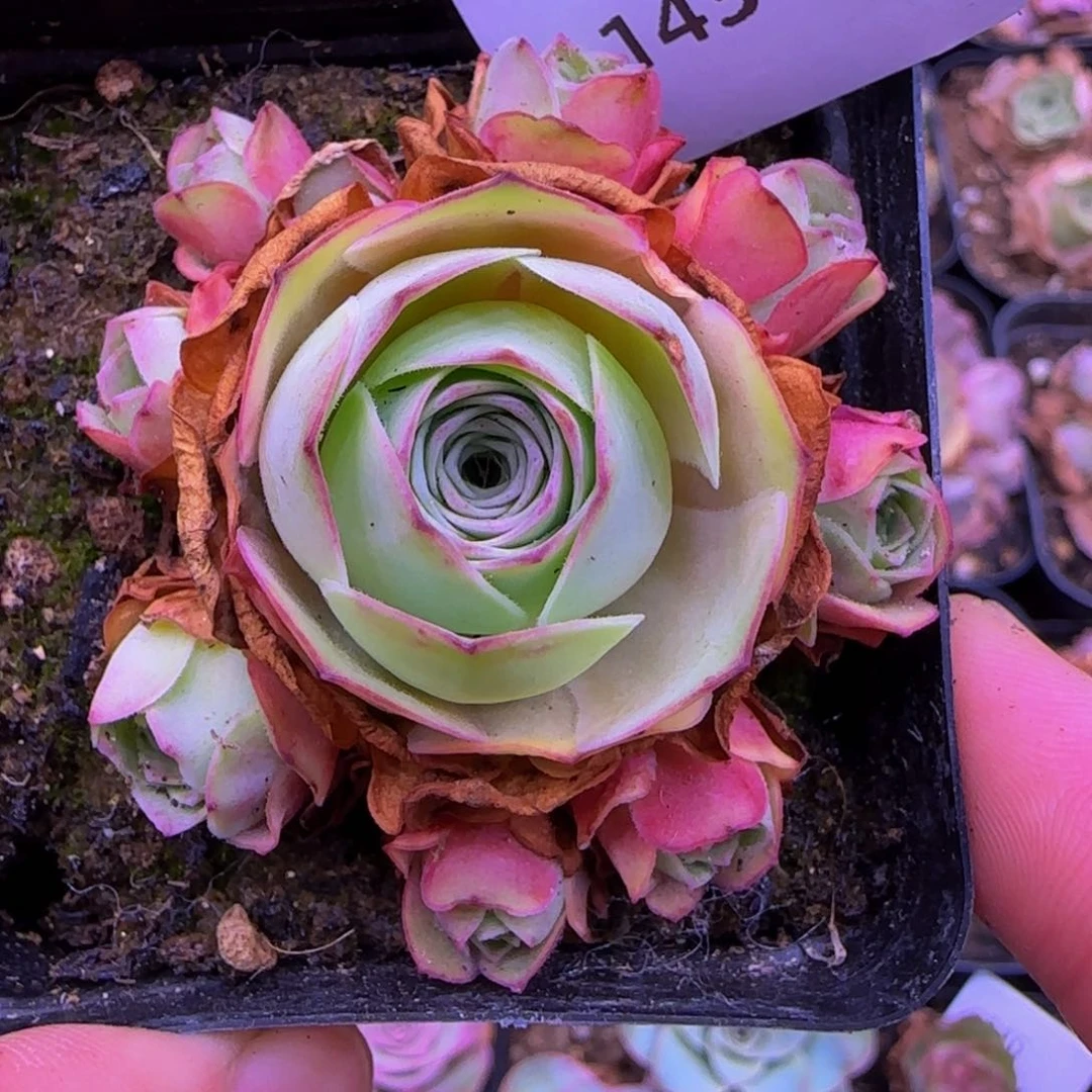 143神4号15685655668566855