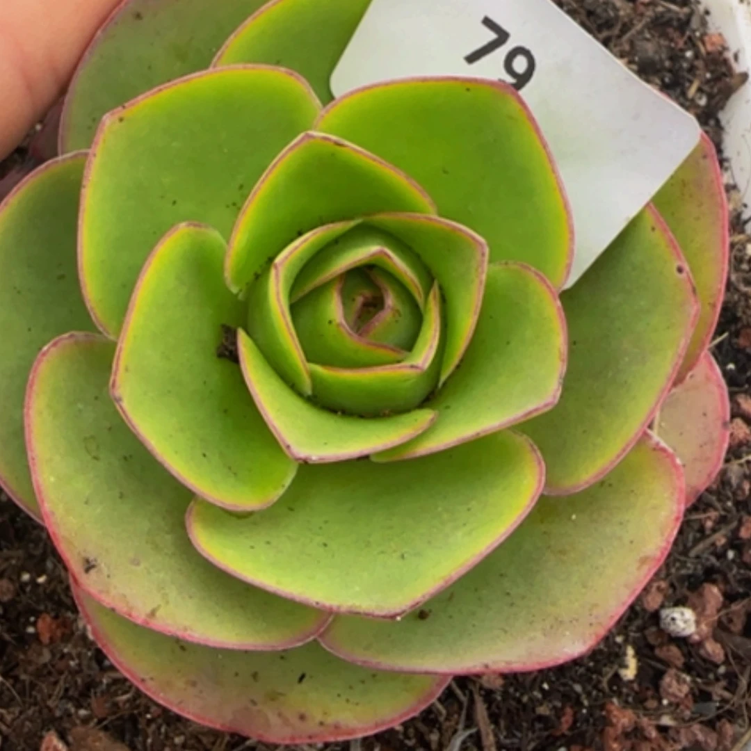 【闪购商品】79福利