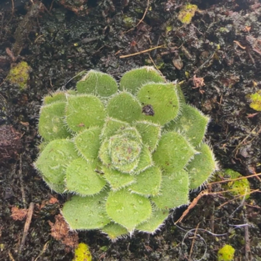 【闪购商品】18飞天衍生