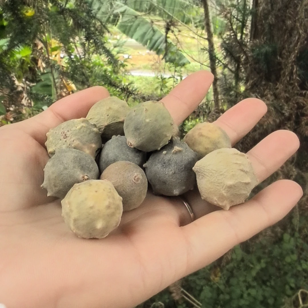 云南土特产 滋补农产品 虫*-草*-果