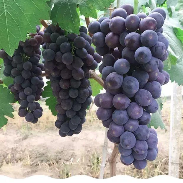 葡萄树苗盆栽地栽南北方都可以种植