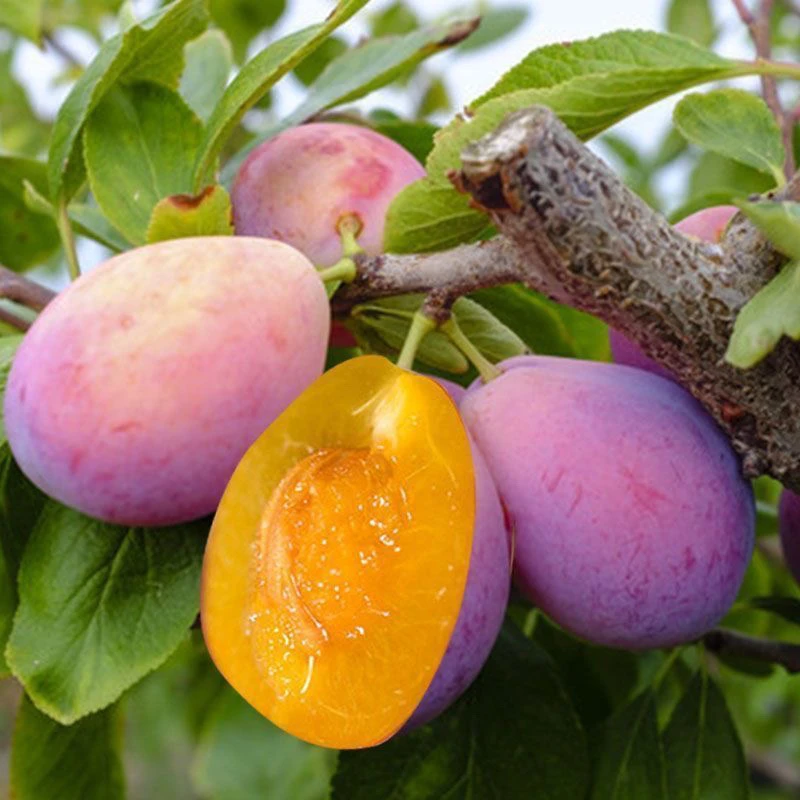 西梅树苗法兰西蓝蜜西梅李子苗盆栽地栽南北方基地先挖现发