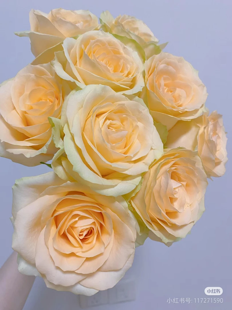 【香槟】蜜桃雪山玫瑰  两单包邮 云南基地直发 花店批发 新鲜发货