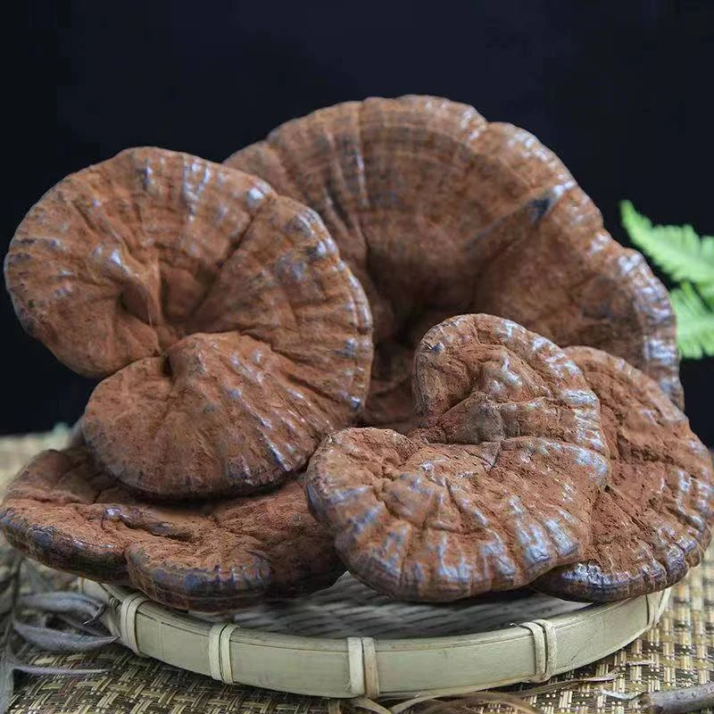 云南滋补野生粉灵芝220g*1袋