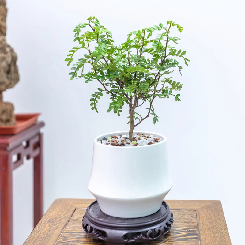 净化空气 清香胡椒木绿植驱蚊虫植物花卉盆栽