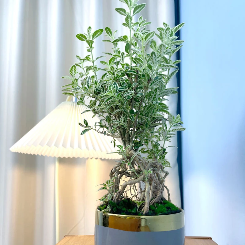金边六月雪带陶瓷花盆景办公室内花卉绿植盆栽 老桩盆景