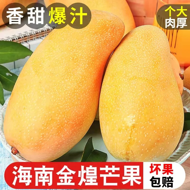 新鲜现摘纯甜无丝薄核大金煌生熟两吃脆香甜大青芒果青黄皮随机发