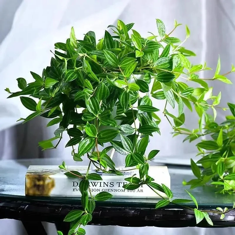 钻石翡翠盆栽 吊兰植物花卉装修房净化客气吸甲醛苯室内绿植卧室