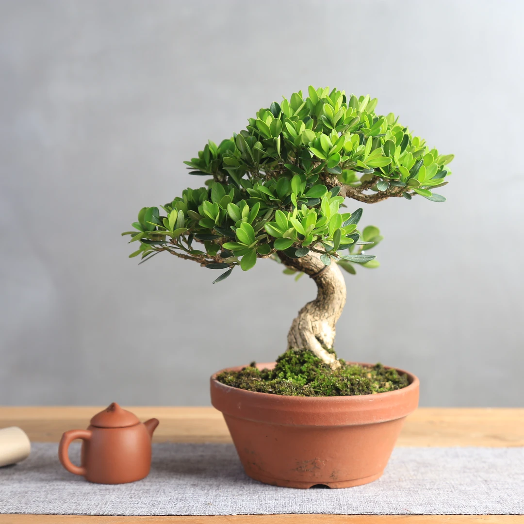 黄杨树瓜子矮霸造型盆栽老桩黄杨盆景庭院客厅花卉绿植四季植物